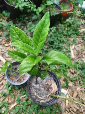 Longevity Spinach Longevity Spinach