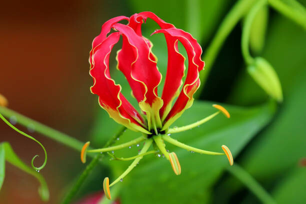 Flaming Glory Lily “Gloriosa Lily”