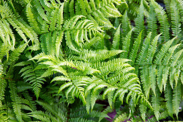 Bracken Ferns Bracken Ferns
