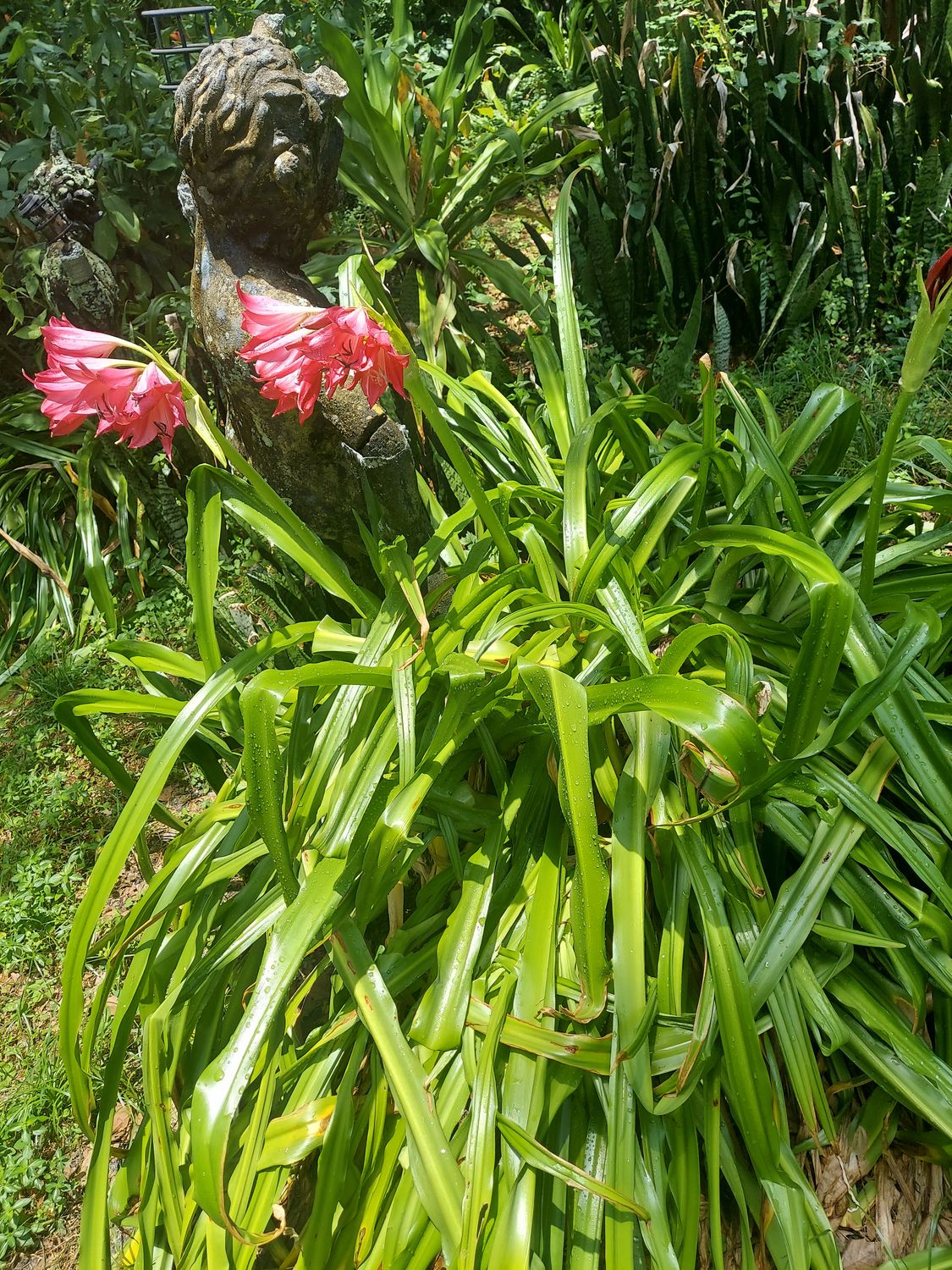 Hardy Swamp Lily "Ellen Bosanquet"