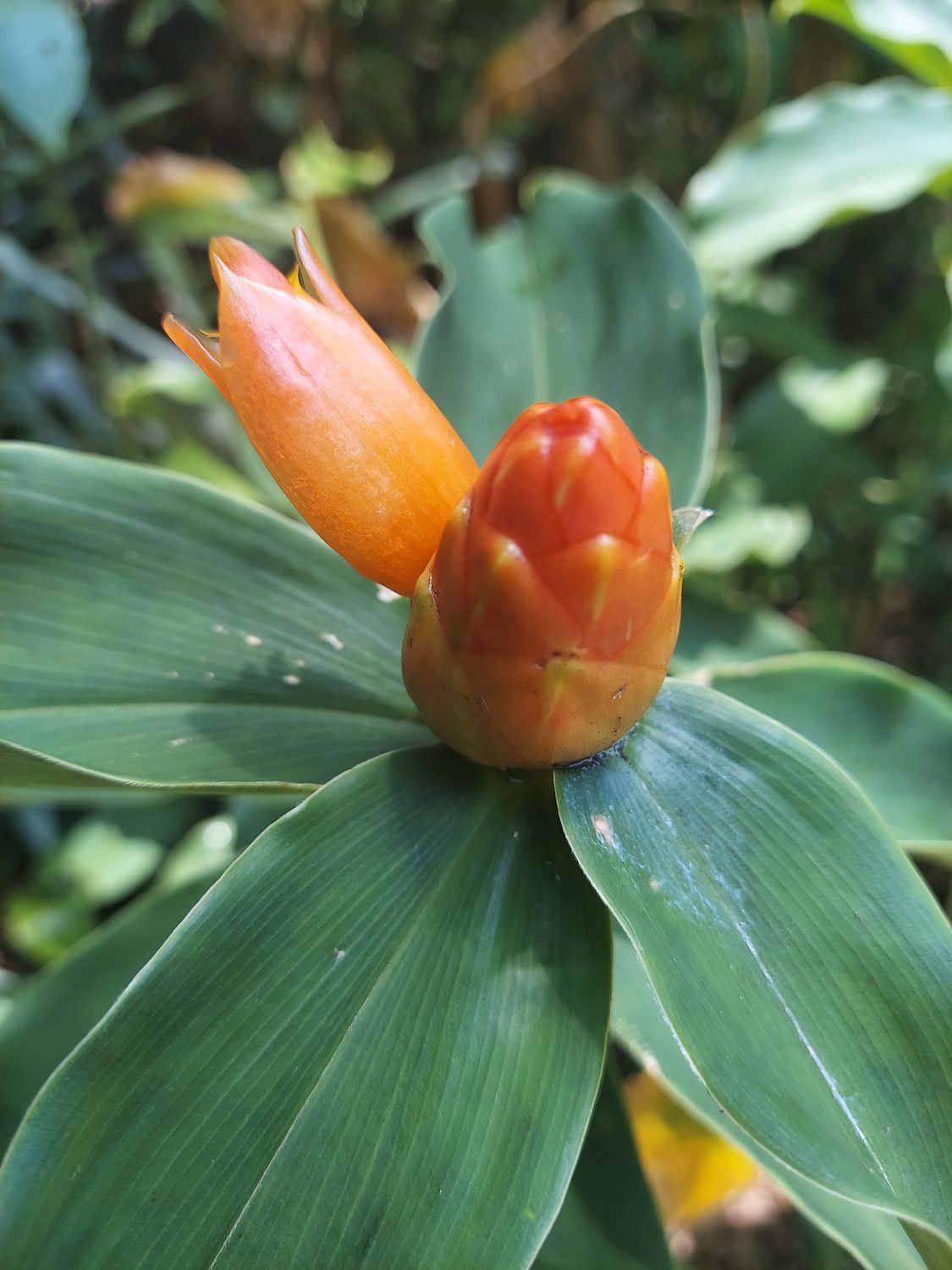Spiked Spiral Flag Ginger