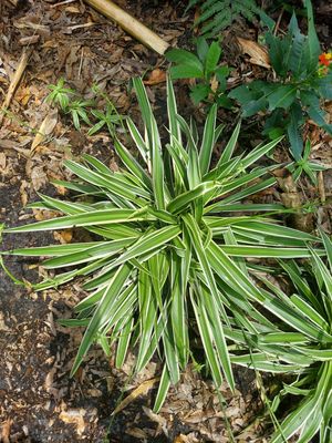 Spider Plant Spider Plant