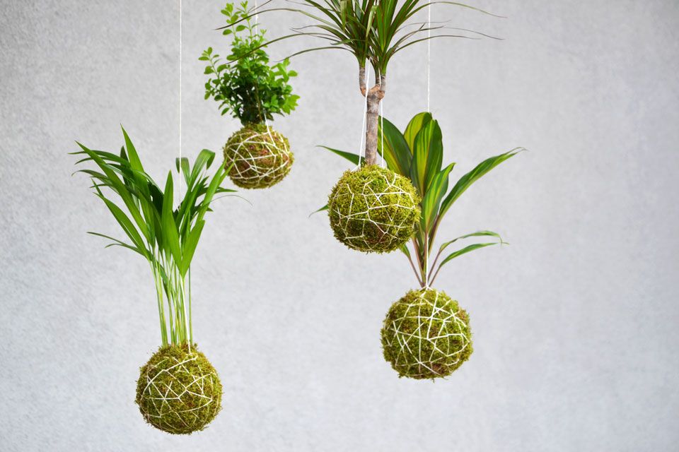 Traditional Kokedama Workshop: Sept. 12th