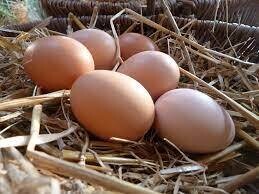 Oeufs BIO frais par 6