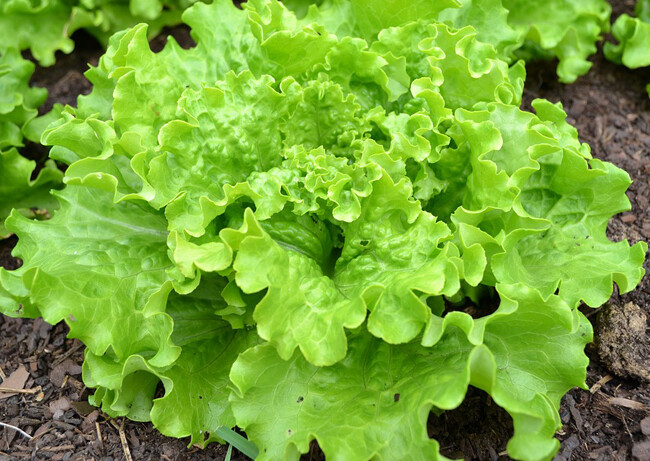 Salade Batavia verte BIO à l'unité