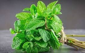 Menthe verte BIO par botte