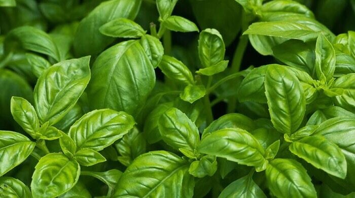 Basilic BIO par botte