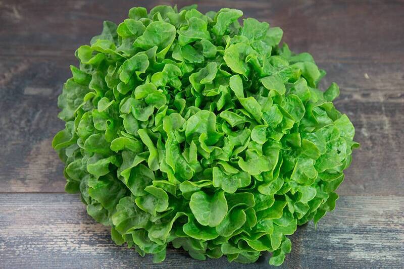 Salade feuille de chêne verte BIO à l'unité