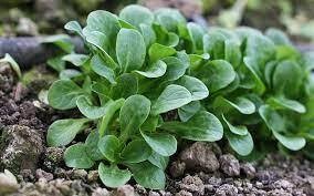 Mâche BIO à petites feuilles (environ 200g)