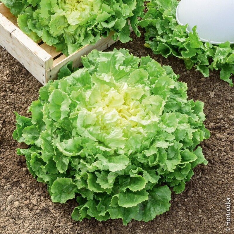 Salade Scarole BIO à l&#39;unité