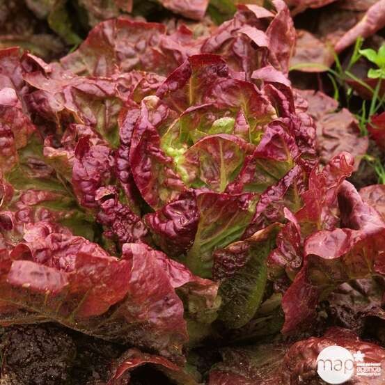 Salade Batavia rouge à l'unité