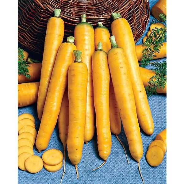 Carottes Yellowstone BIO par botte