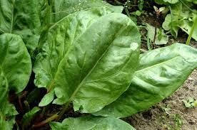 Oseille verte BIO par 200g