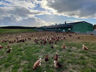 Guillaume producteur d'oeufs BIO aux Alluets-le-Roy