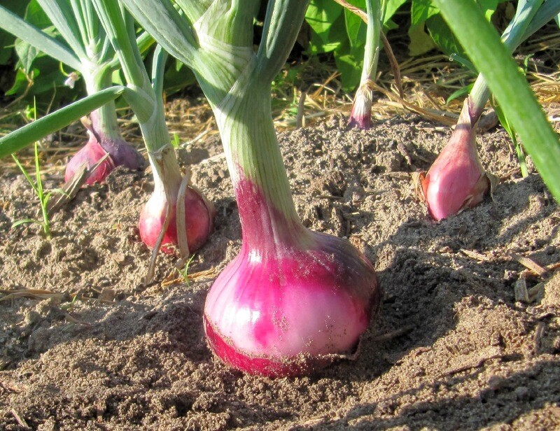 Oignons rosés BIO par botte