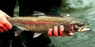 Grosse truite Arc-en-Ciel éviscérée et mise sous vide (15,50 euros par kilo : prix calculé lors de la collecte / DLC 6 jours / entre 700 et 2200g)