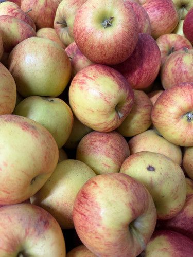 Pommes Jonagored BIO par kilo (3,5 euros par kilo : prix calculé lors de la collecte)