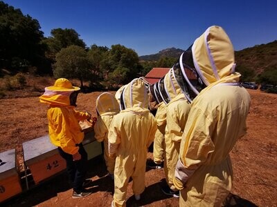 Asphodel beekeeping Experience: one day as a beekeeper