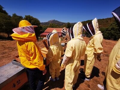 Asphodel Beekeeping Experience (only for groups of 5+people)