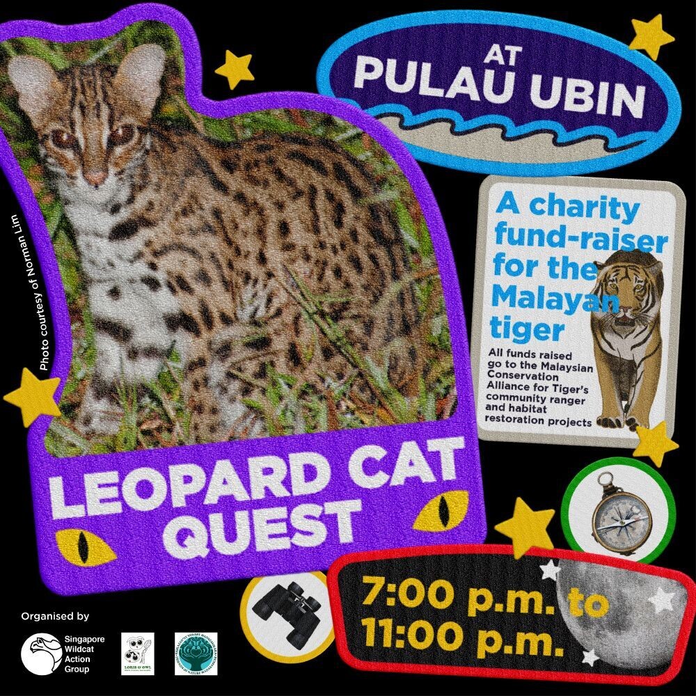 Leopard Cat QUEST @Ubin