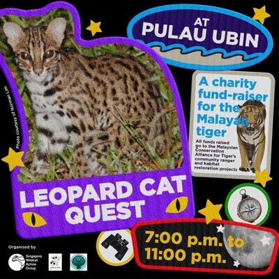 Leopard Cat QUEST @Ubin