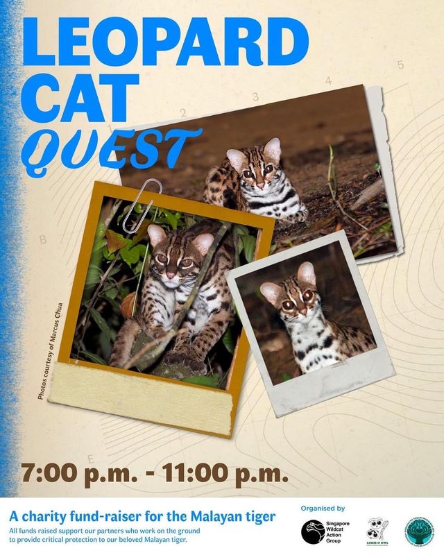 Leopard Cat QUEST @Ubin