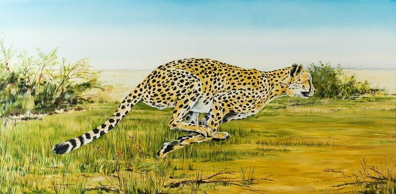 Cheetah at Full Stride