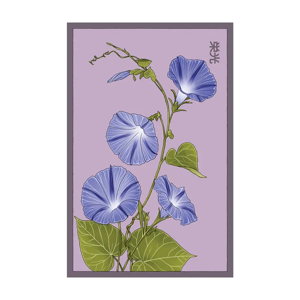 Morning Glory Seed Packets