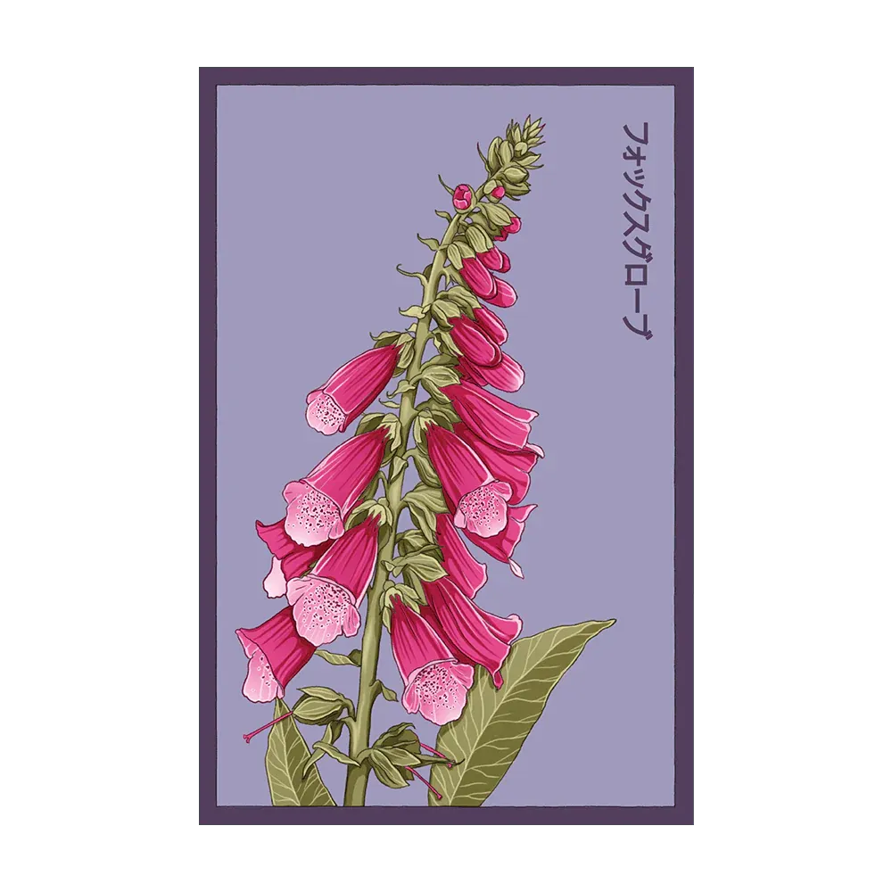 476 Chive Seed Packet "Foxglove"