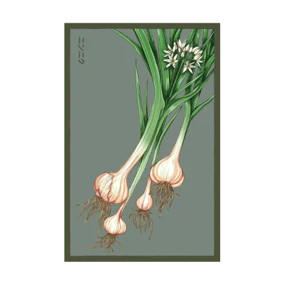 472 Chive Seed Packet "Garlic"