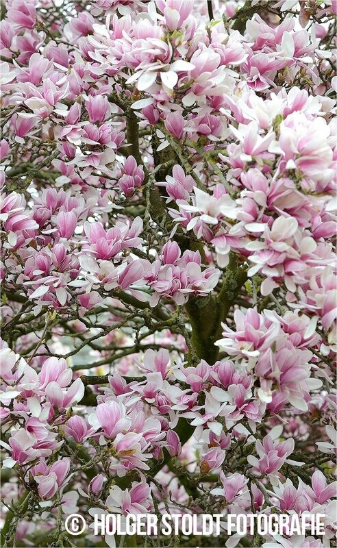 MAGNOLIE MIT STAMM