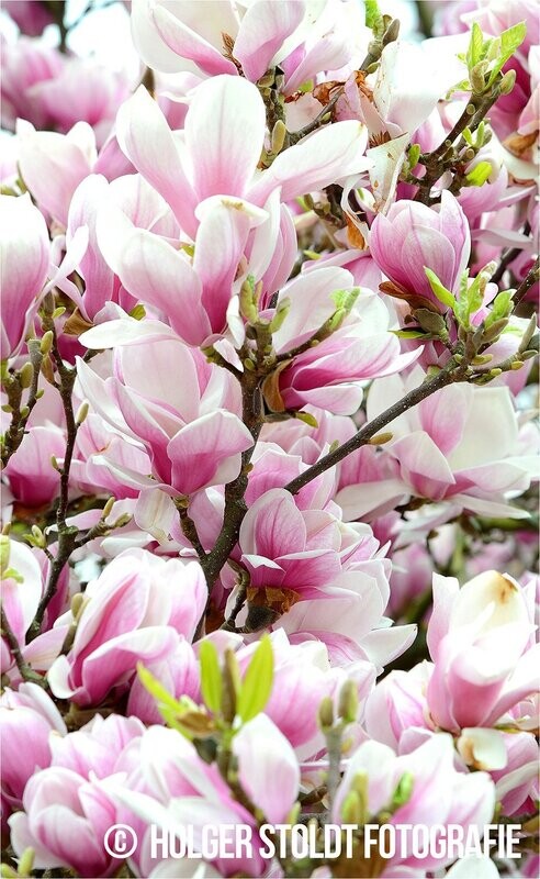 MAGNOLIE 2