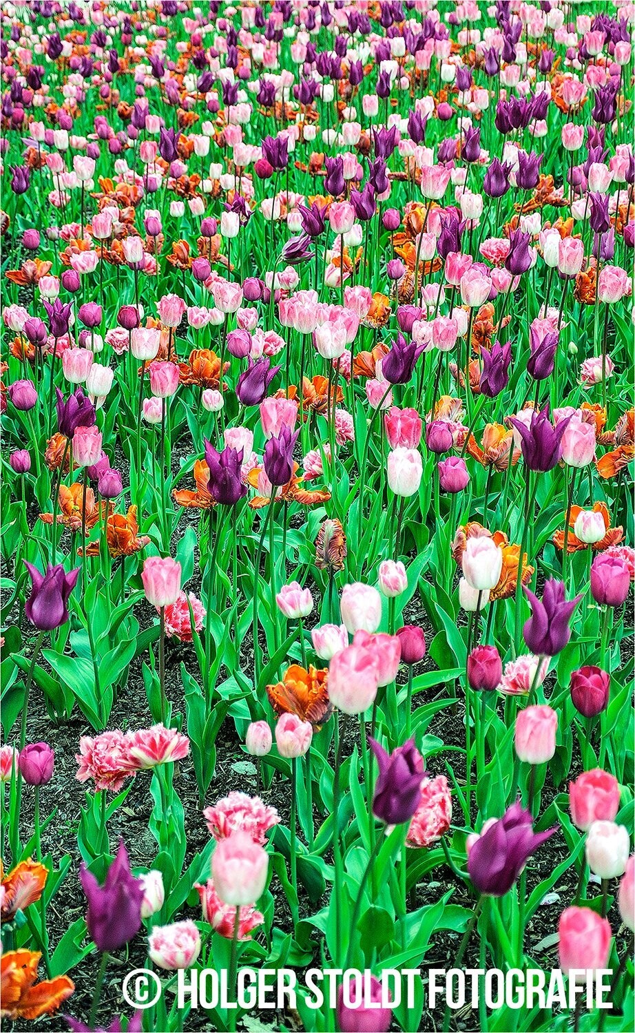 LILA TULPEN - FELD