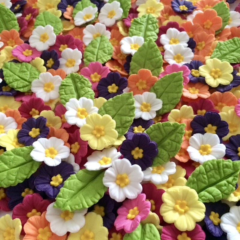Small Primroses