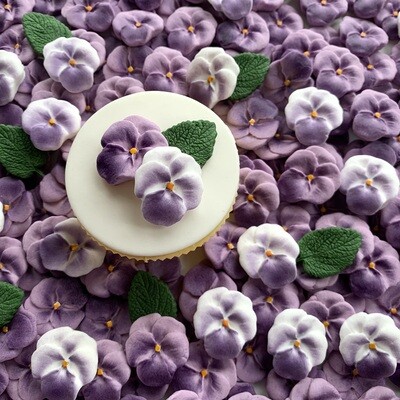 Purple Viola Pansies