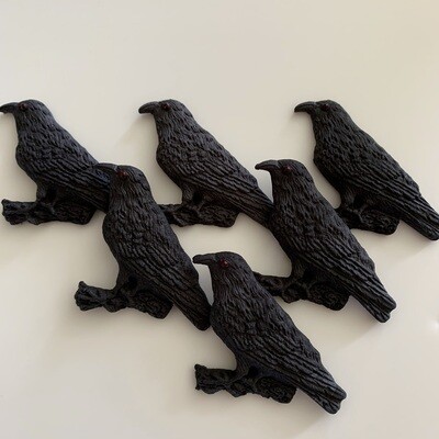 Crow Birds