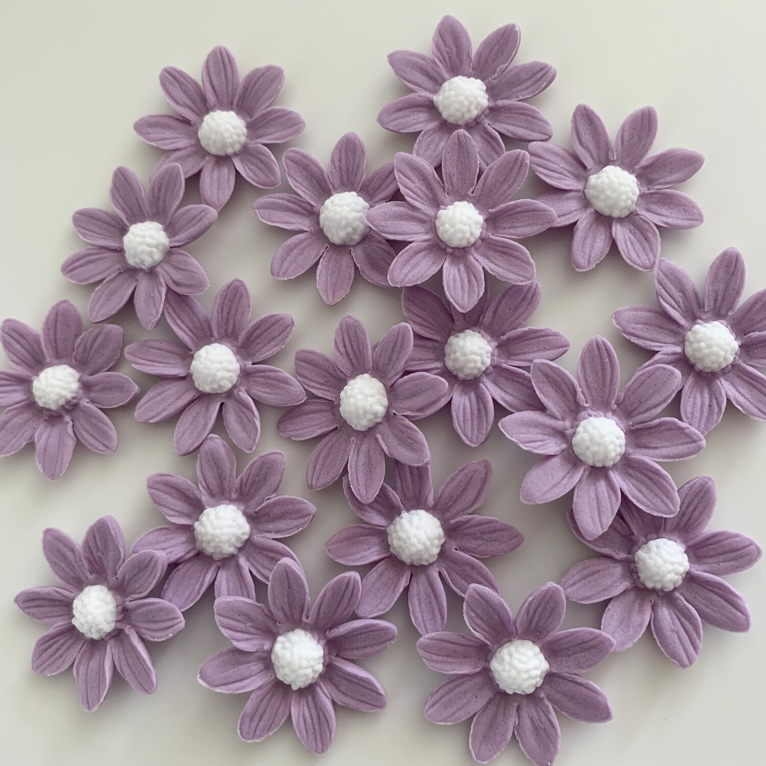 Lilac Marguerite Daisies