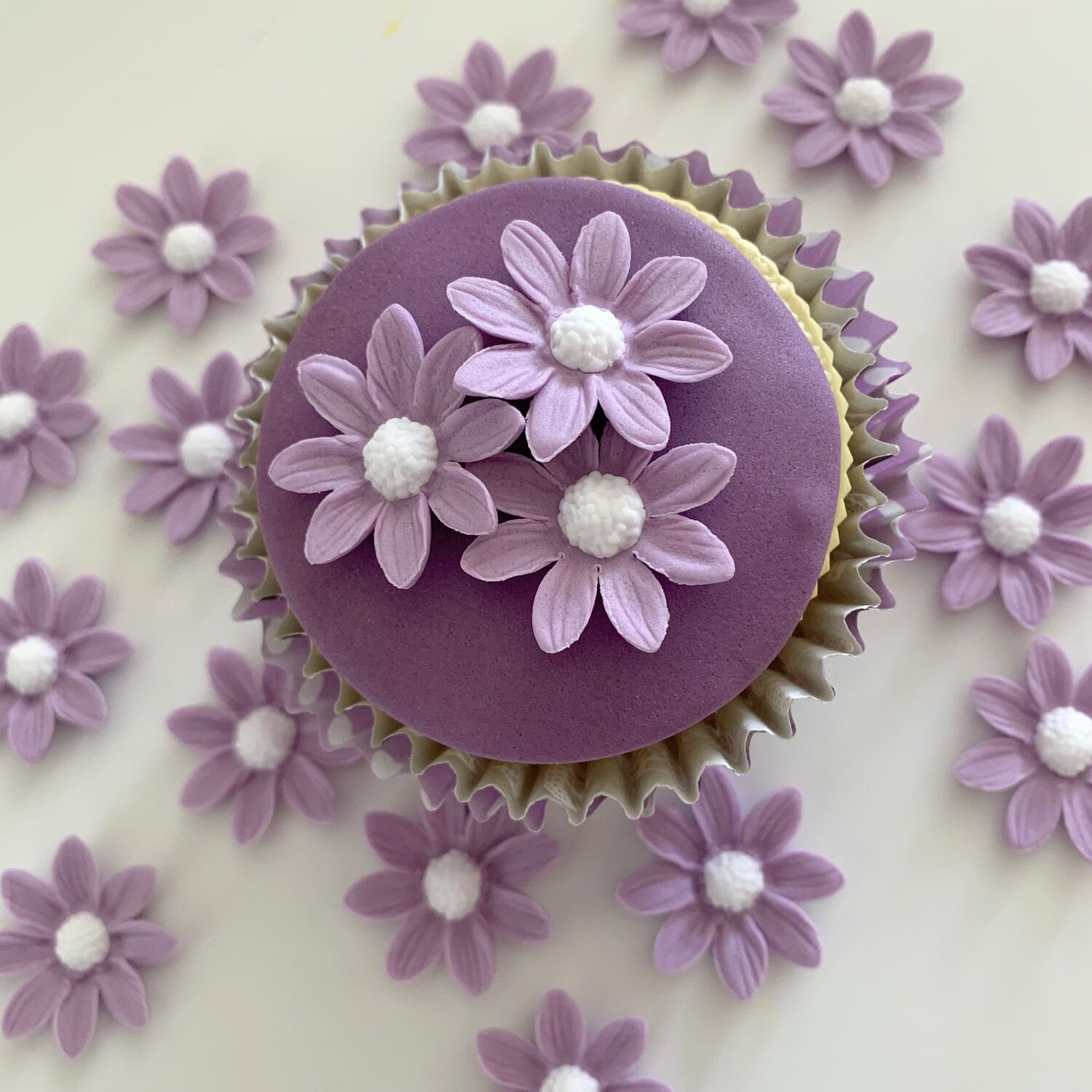 Lilac Marguerite Daisies