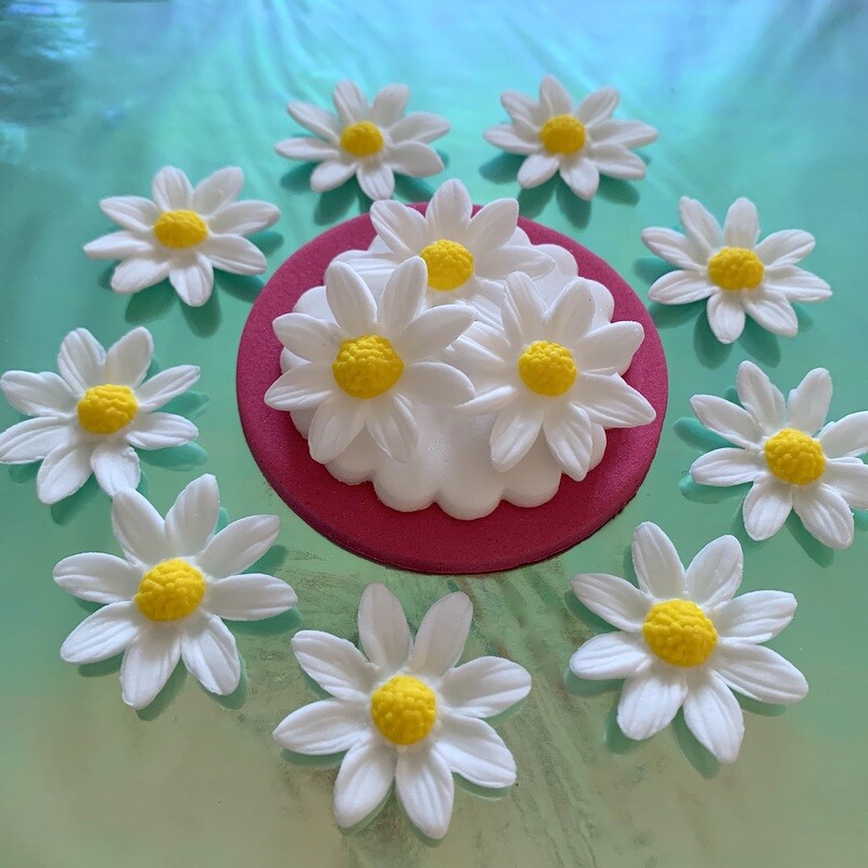 White Marguerite Daisies