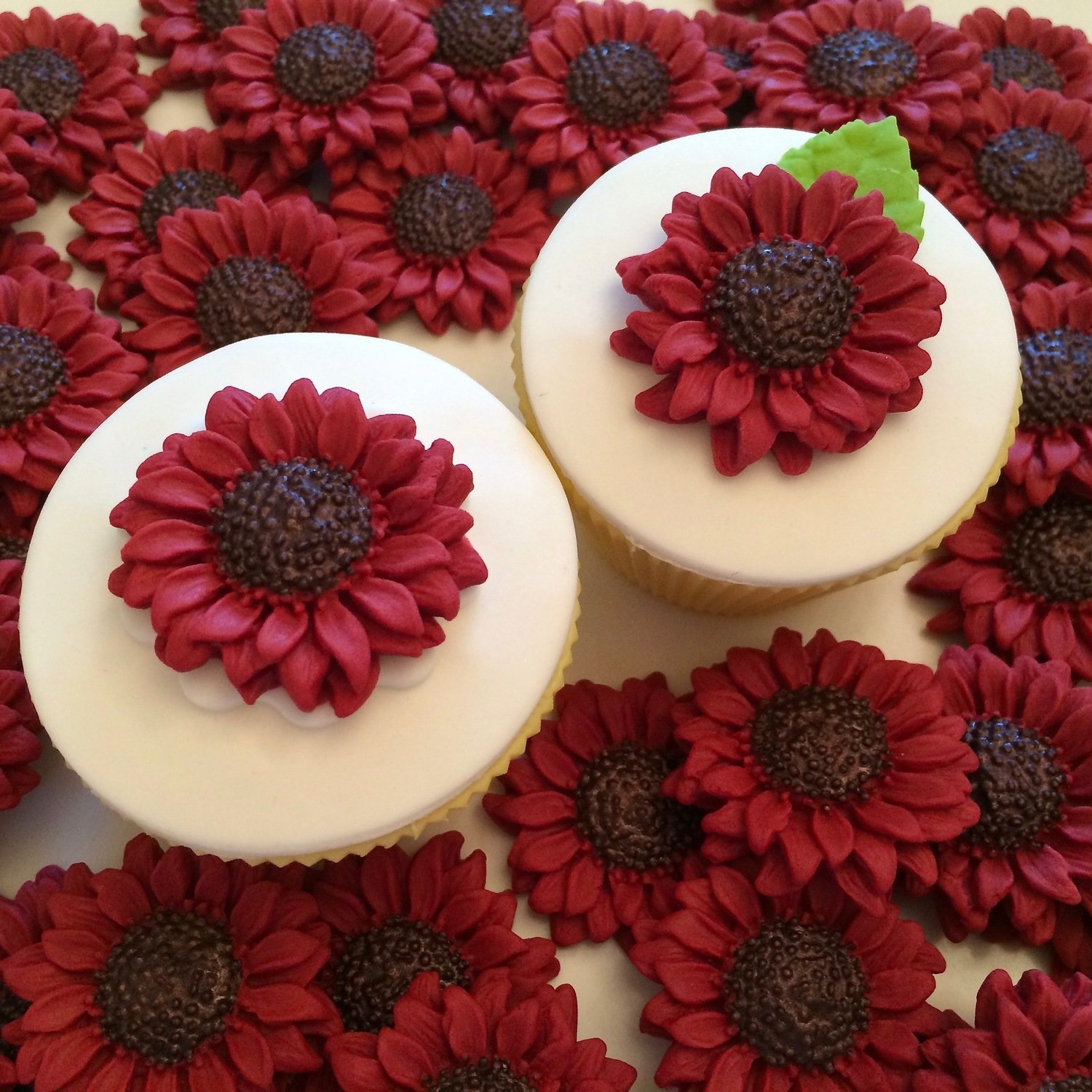 Burgundy Sunflowers
