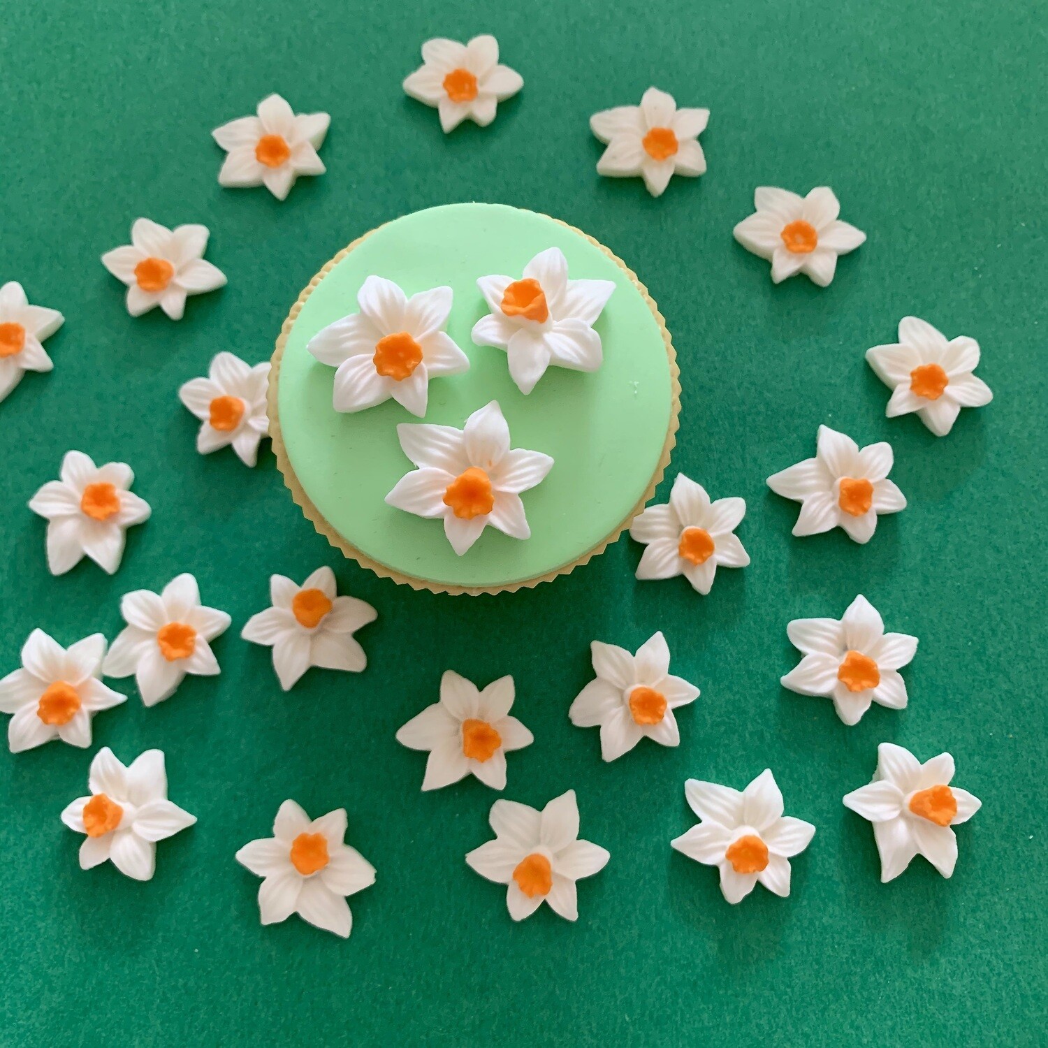 Cream Orange Daffodils