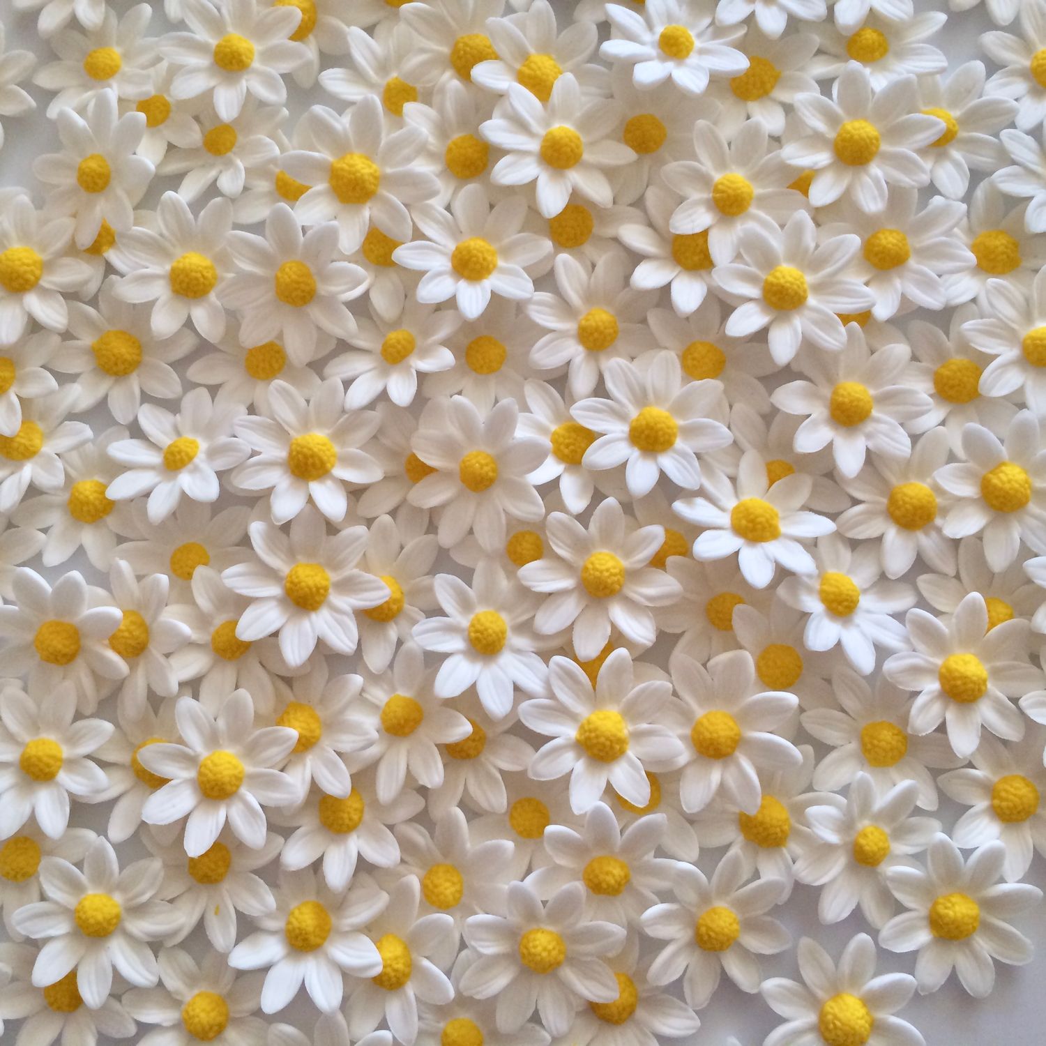 White Marguerite Daisies