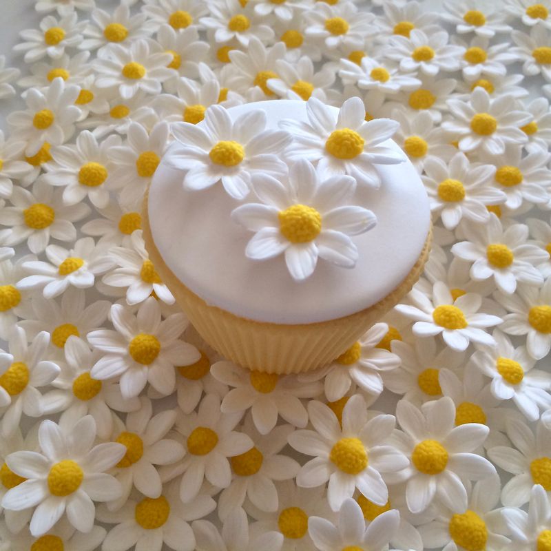White Marguerite Daisies