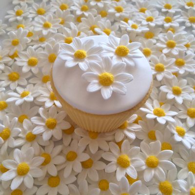 White Marguerite Daisies