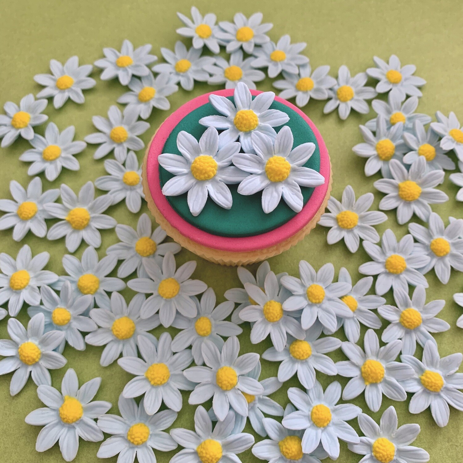 Baby Blue Marguerite Daisies