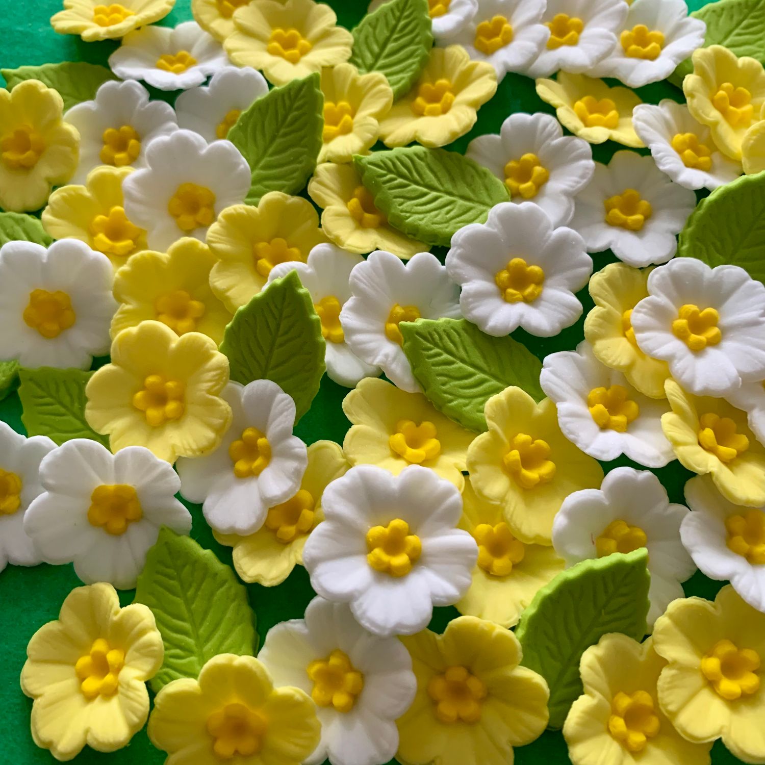 Spring Primroses