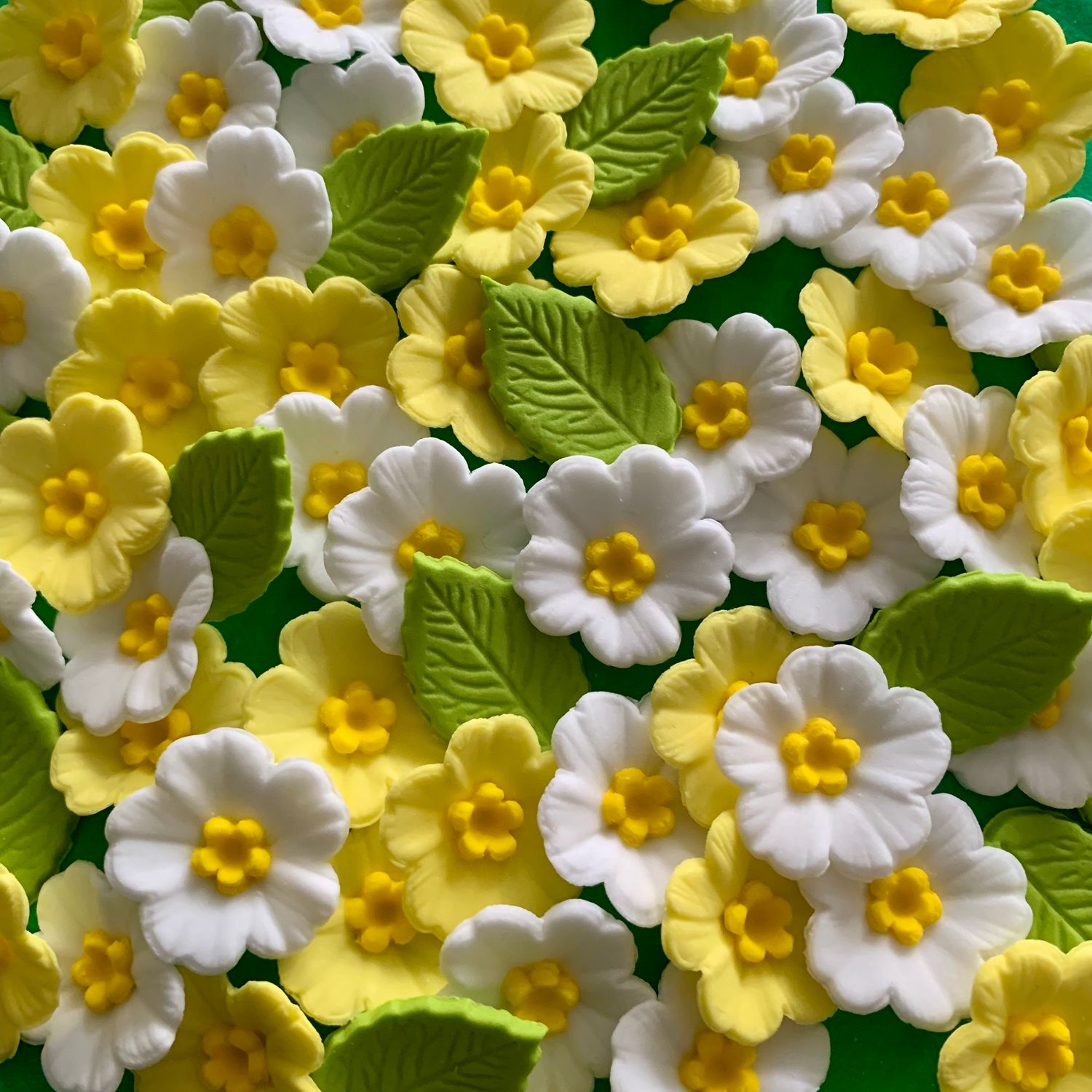 Spring Primroses
