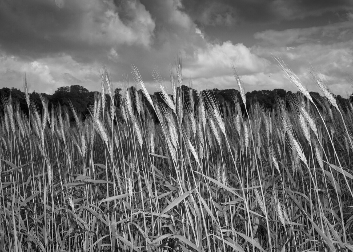 Barley
