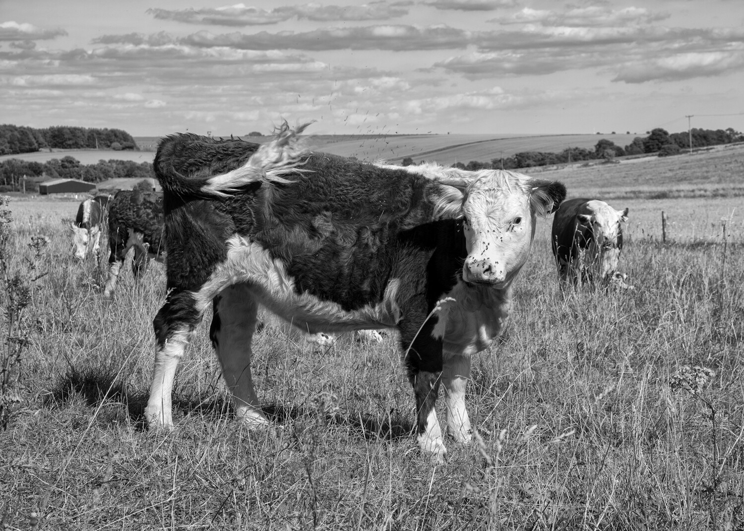 Hereford Calf