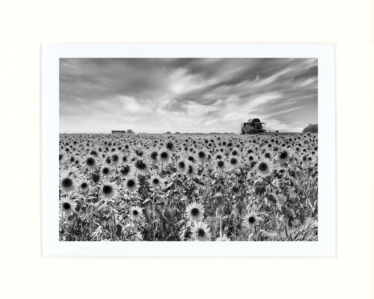 Wheat Harvest and Sunflowers